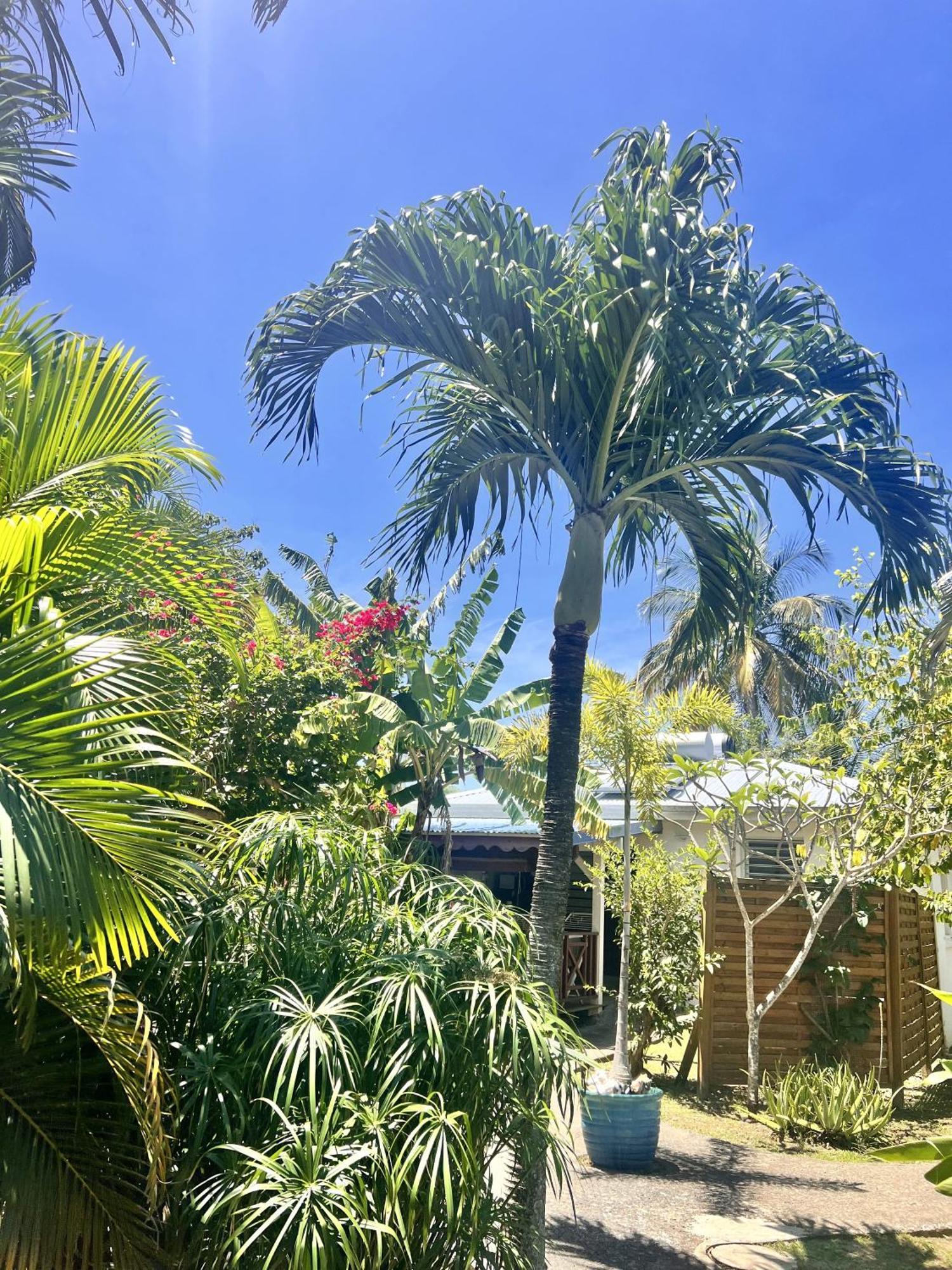 Baz Creole Villa Deshaies Exterior photo